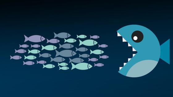 Big fish eating smaller fish