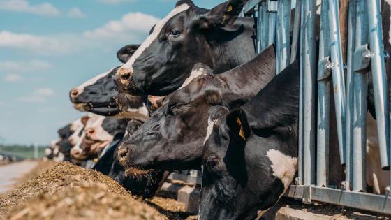 Cows on dairy farm
